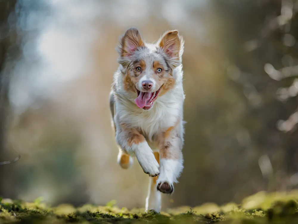 An Australian shepherd running