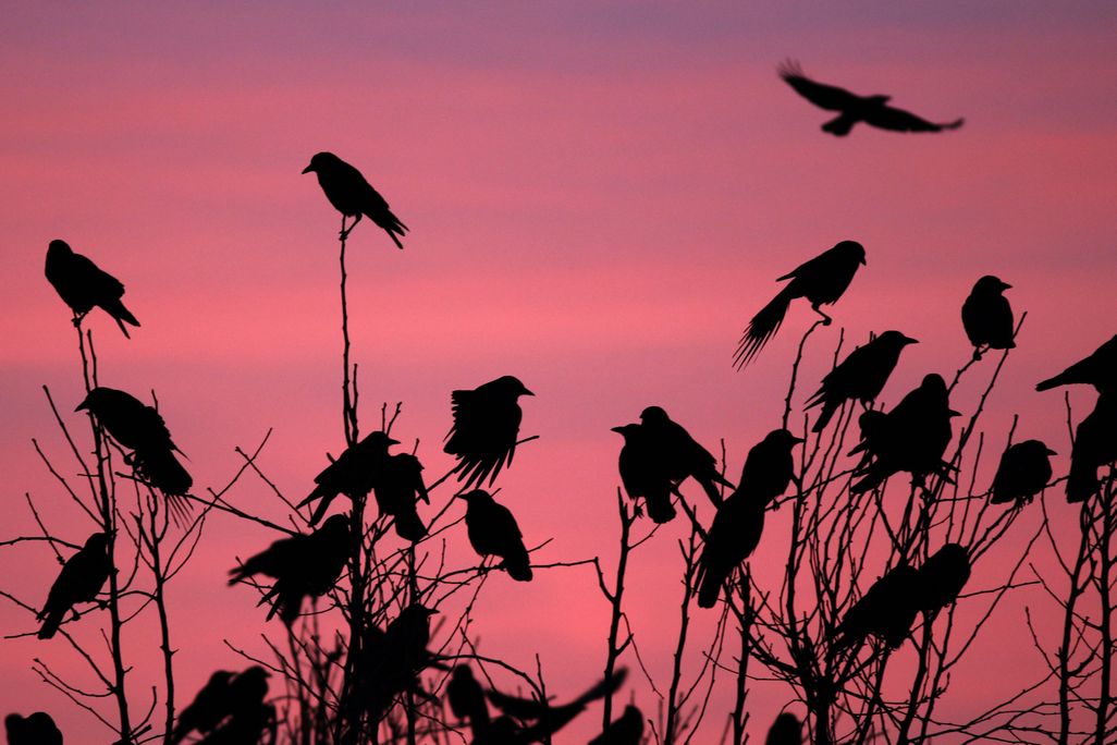 many crows sit in a tree against a pink sky