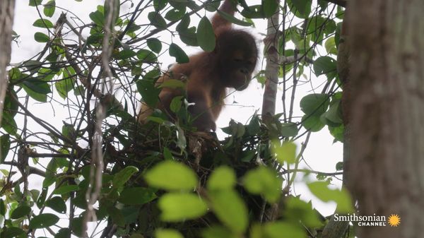 Preview thumbnail for These Orphan Orangutans Are Learning to Build Nests