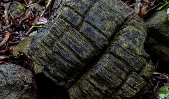 BCI Mangrove fossils