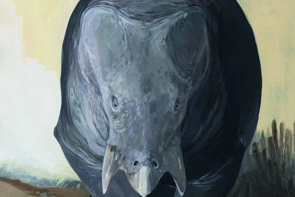 Bojani