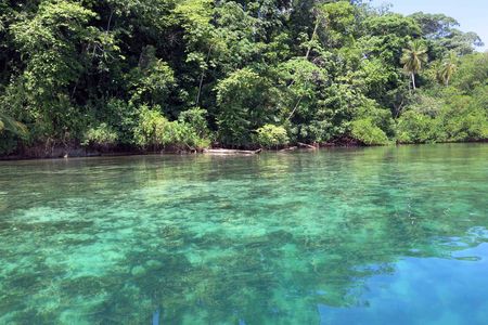 From the surface, the havoc caused on a coral reef by a layer of low-oxygen water was barely evident.