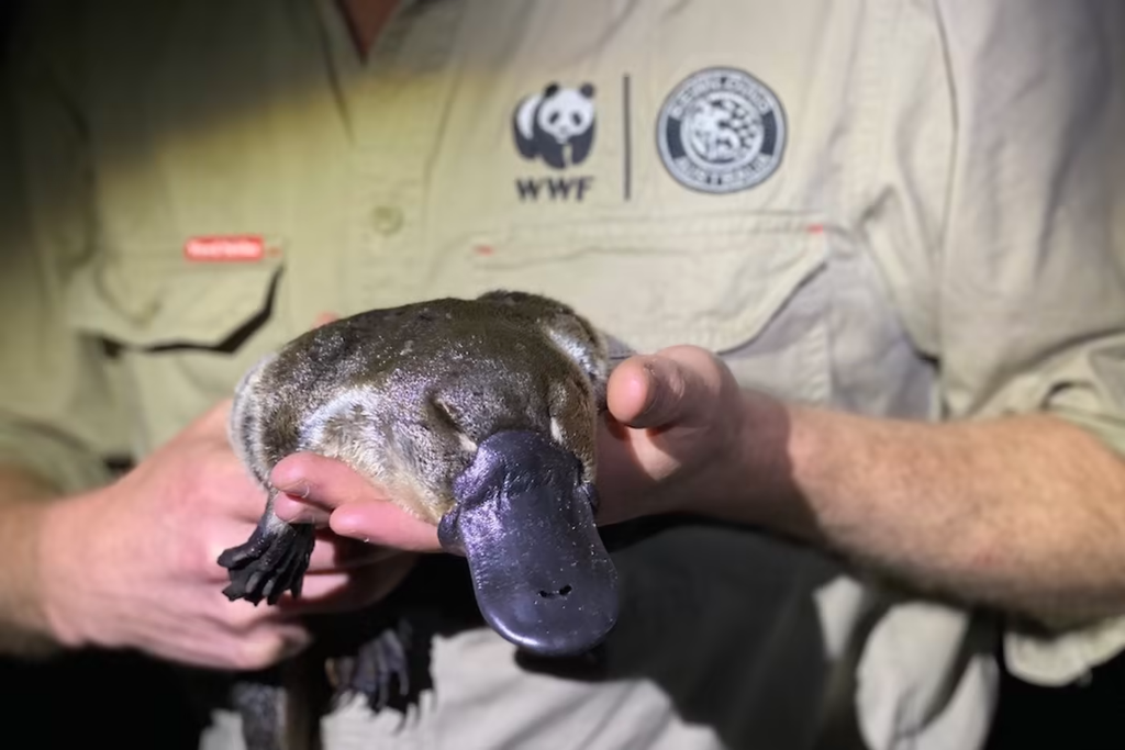 Close-up shot of a man holding a platypus