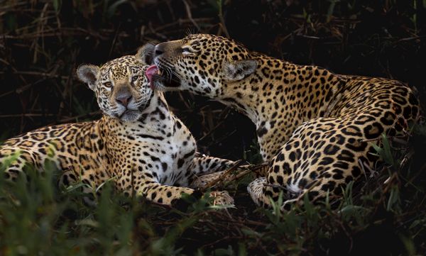 Jaguar "Medrosa" and her cub thumbnail