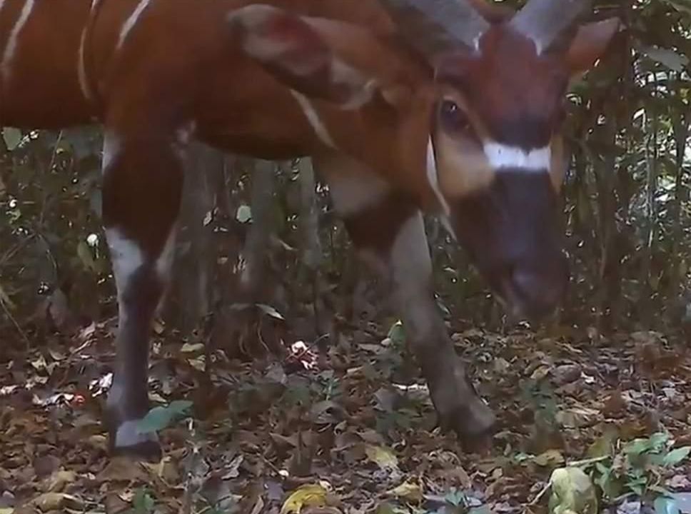 World's Largest Forest Antelope Photographed in Uganda for ...