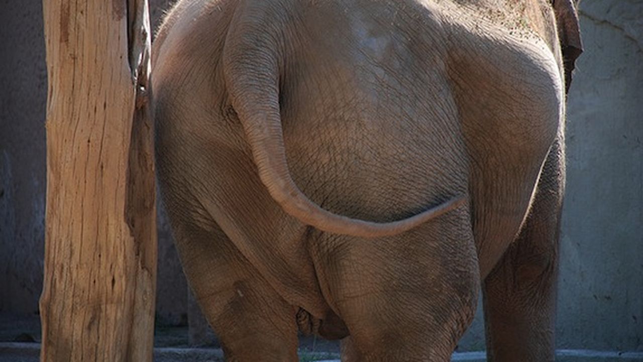 elephant butts chewing tobacco Smell Proof Cigarette Butt Pouches for Frisbee Golf Players Elephant Butts and Poverty. The