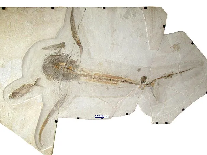 A fossil of the eagle shark