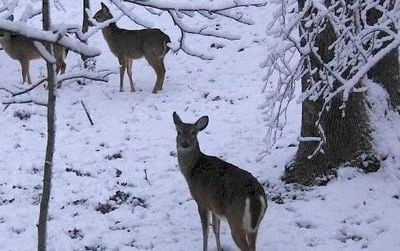 White-tailed deer making do in a harsh winter wonderland.