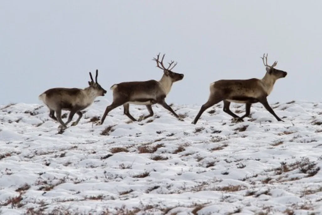 caribou-alamy-CBNN91-631.jpg