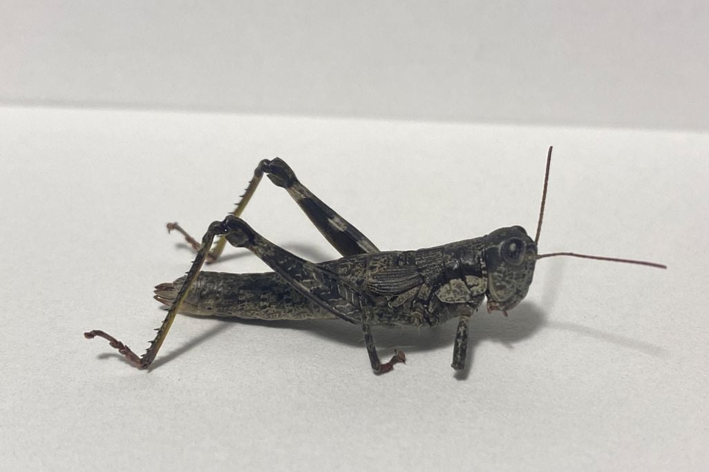 Grasshopper against a white backdrop
