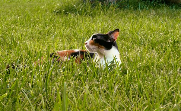 Calico cat looking up thumbnail