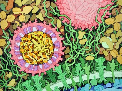 In this watercolor painting, the Zika virus (in pink) infects a cell (cell membrane and receptors in green, interior in blue). Blood plasma surrounds the viral particles.