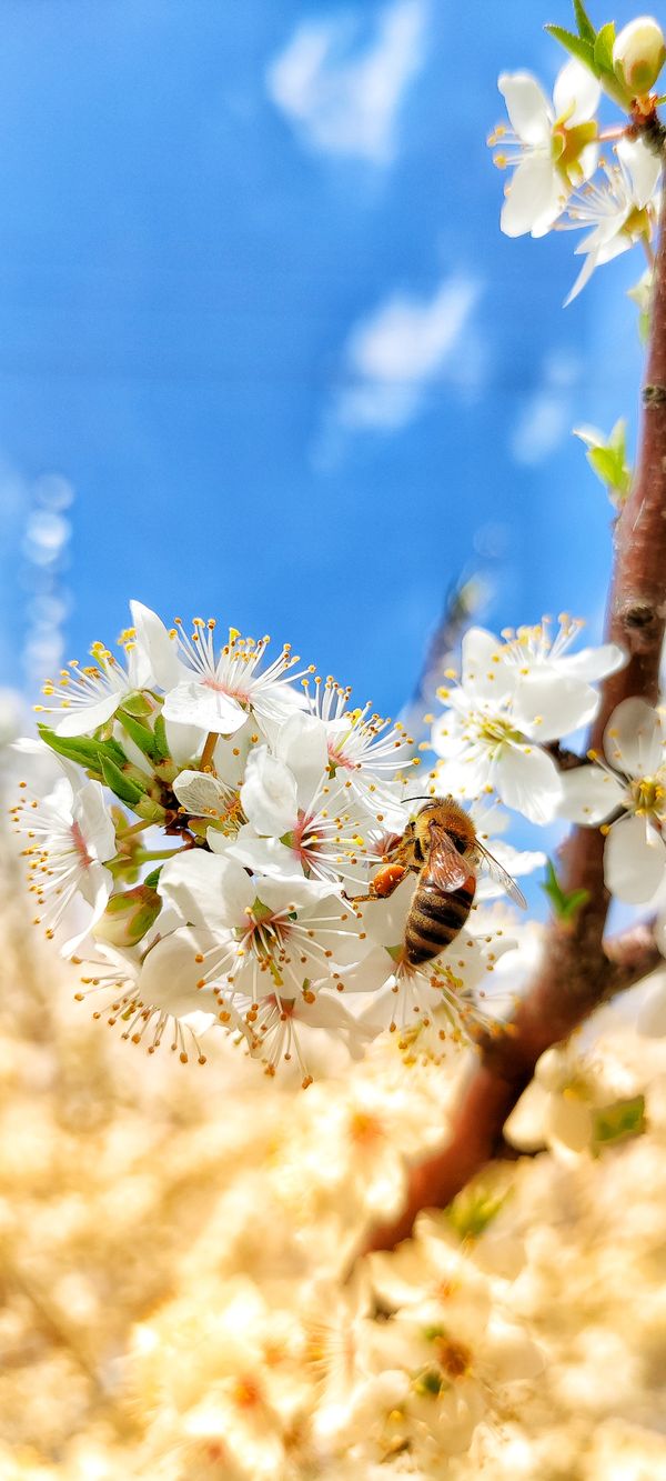 bee on a flower thumbnail