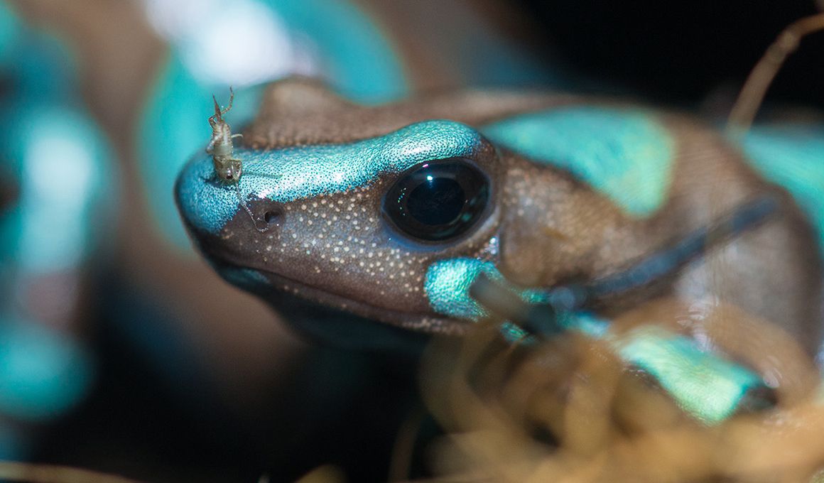 National Zoo and Conservation Biology Institute Blog | Smithsonian Magazine