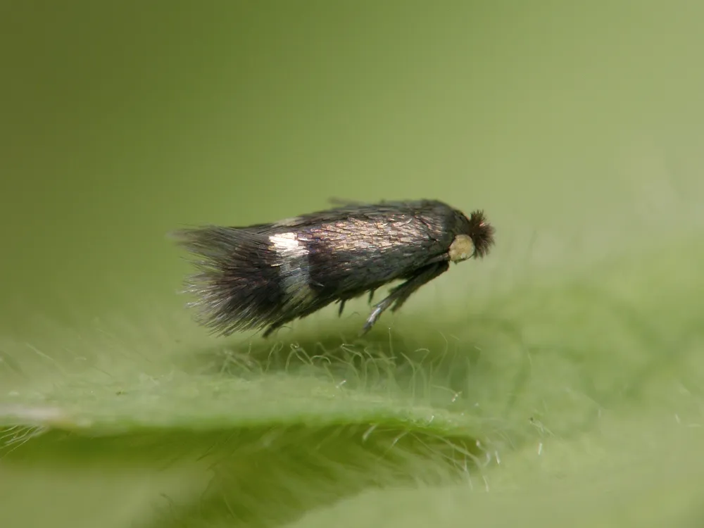 The world’s smallest moth, the pygmy sorrel moth, has a wingspan as short as 2.65 millimeters. It belongs to a group called the leaf miner moths, which could become problematic pests for more farmers as global temperatures rise. (Patrick Clement, CC BY 2.0)