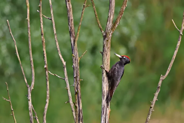 Black woodpecker thumbnail