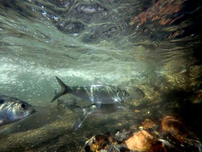 Alewives returning to spawn in Wynants Kill