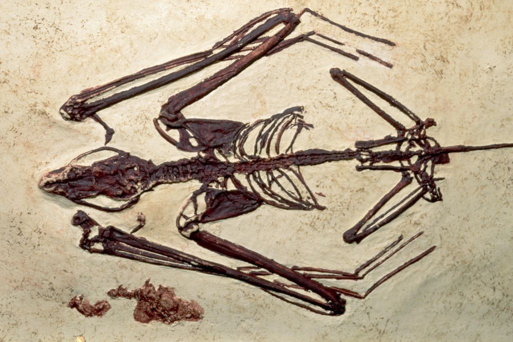 fossil bat