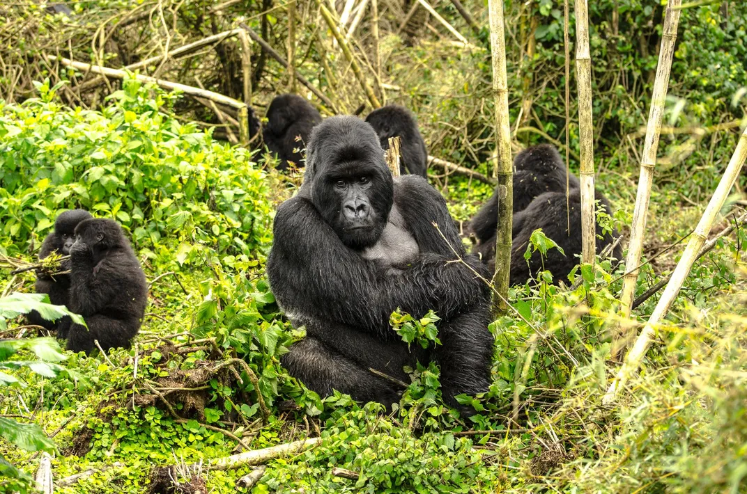 Gorilla family, Volcanoes National Park
