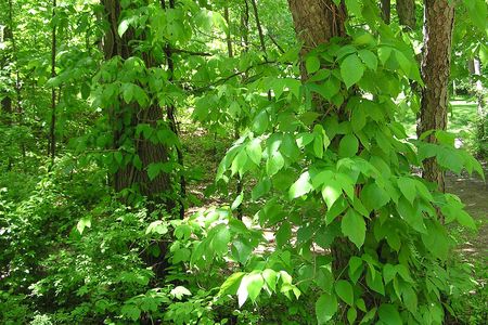 New animal research could one day mean that a scene like this doesn't freak out hikers.