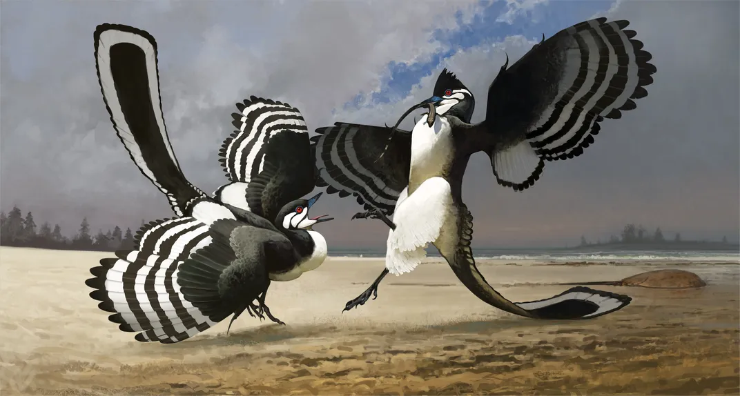 two feathered birds with long tails and head crests fight over a small lizard