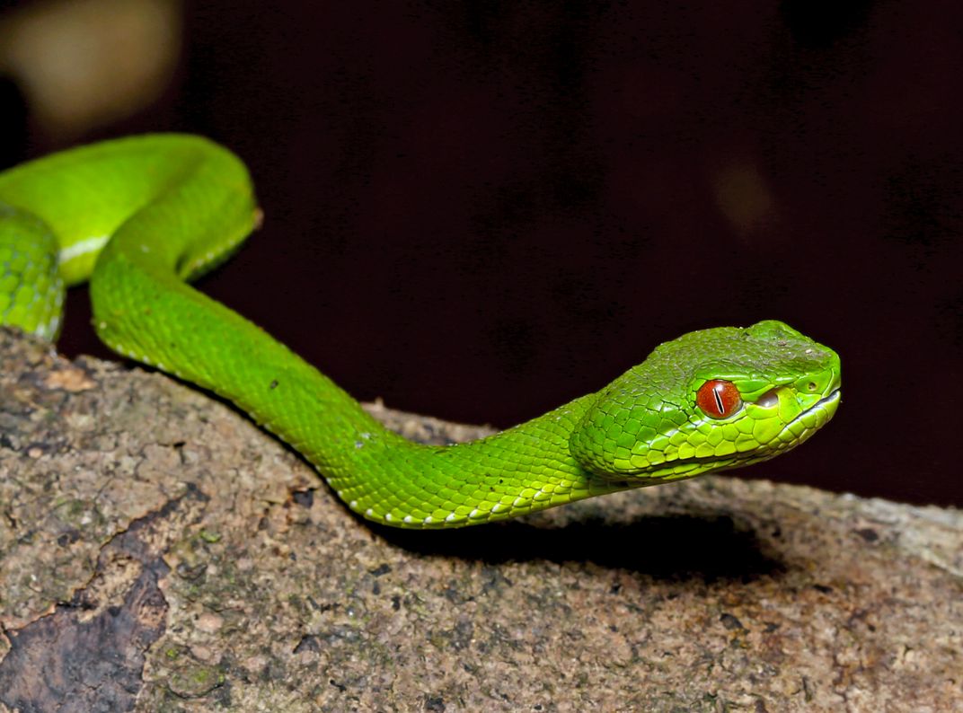 Pope's viper at night | Smithsonian Photo Contest | Smithsonian Magazine