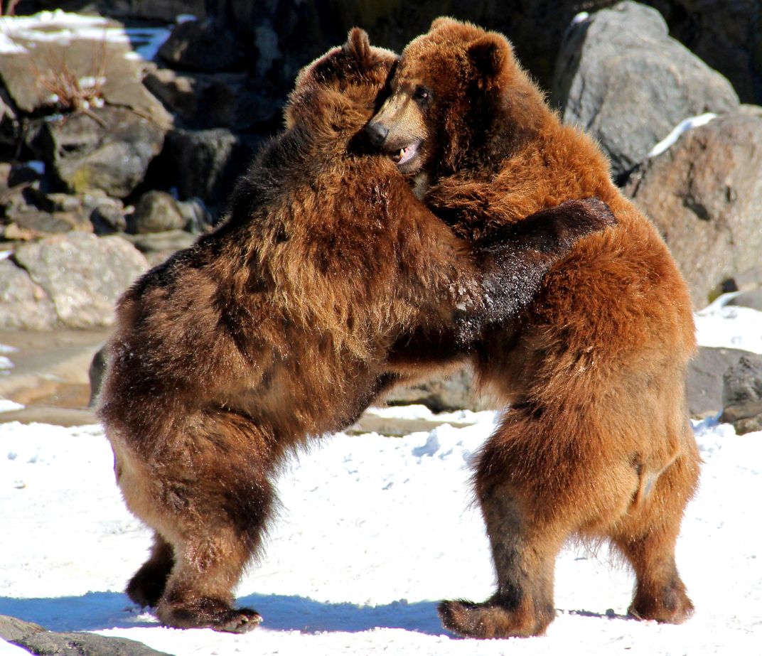 These Grizzly Bears Dance In The Snow On A Cold February Day