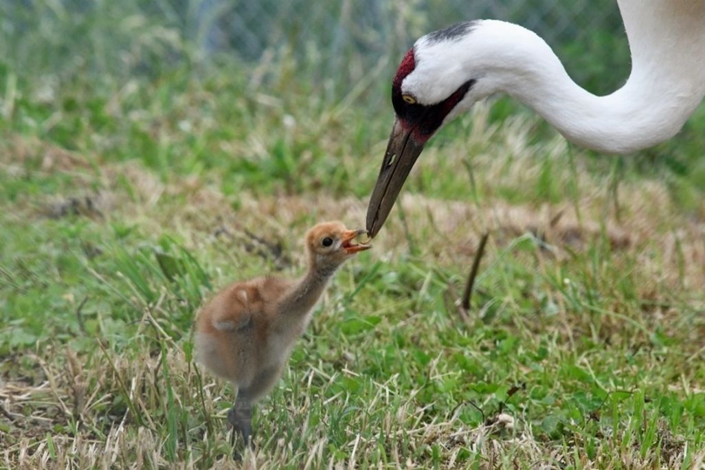 An adult and baby whooping crane