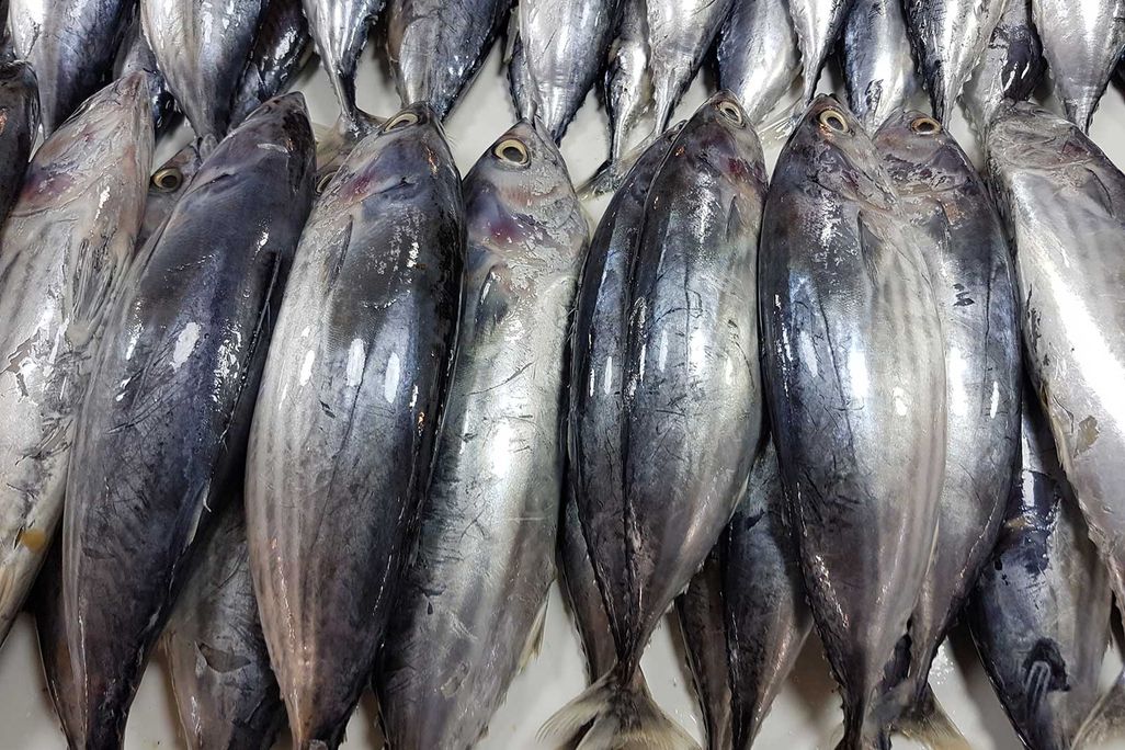 Skipjack Tuna