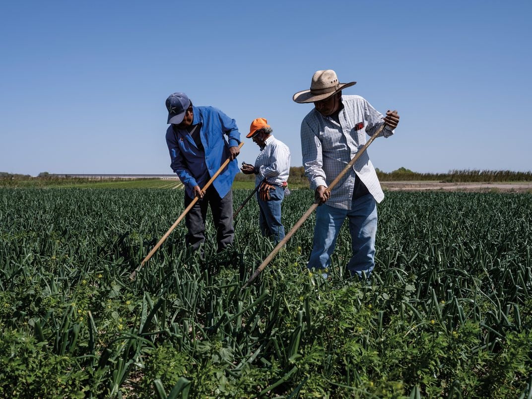 workers rake in a field