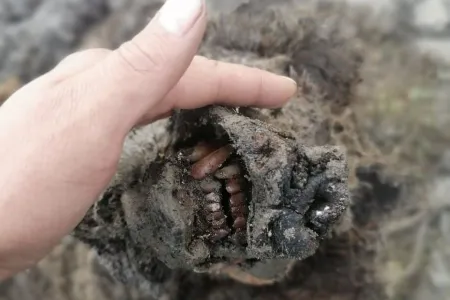 This cave bear probably lived between 22,000 and 39,500 years ago, and researchers hope to get a better estimate with closer study. 