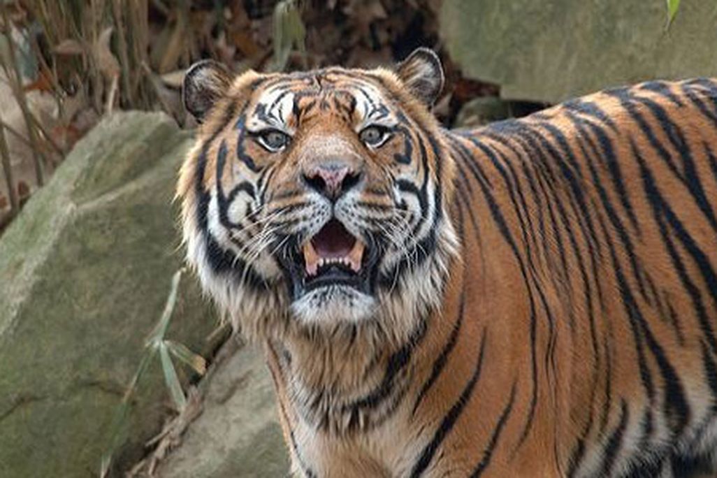 atm-tiger-631.jpg