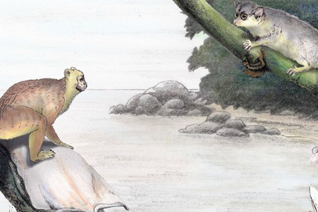 An artist's depiction of Afrotarsius (upper left) and other early primates from Africa