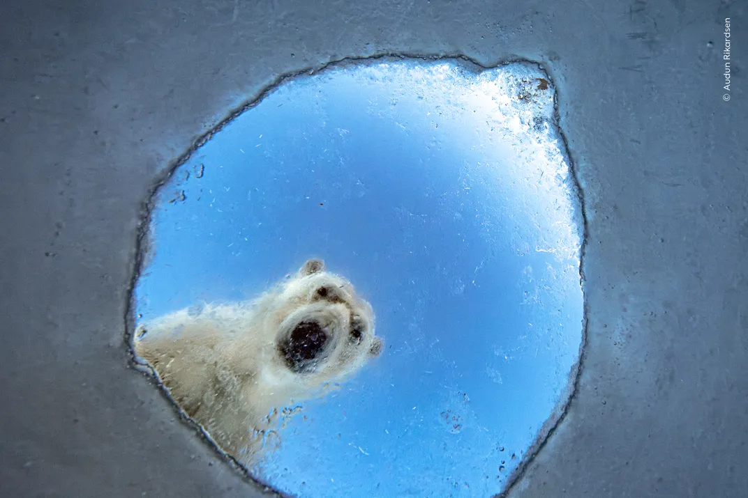 seen from below, a polar bear looks down into a hole in ice