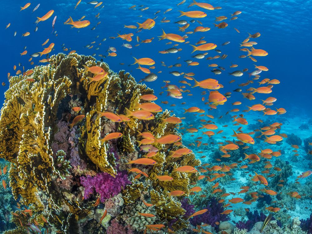 Orange scalefin anthias fish swarm in front of a fire coral in the Red Sea's Ras Mohammed Marine Park, Egypt. (Credit: Alex Mustard, Ocean Image Bank).