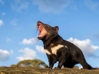 Conservation groups released Tasmanian devils in mainland Australia earlier this month, marking a major milestone in the process of restoring a species that has been missing for thousands of years.