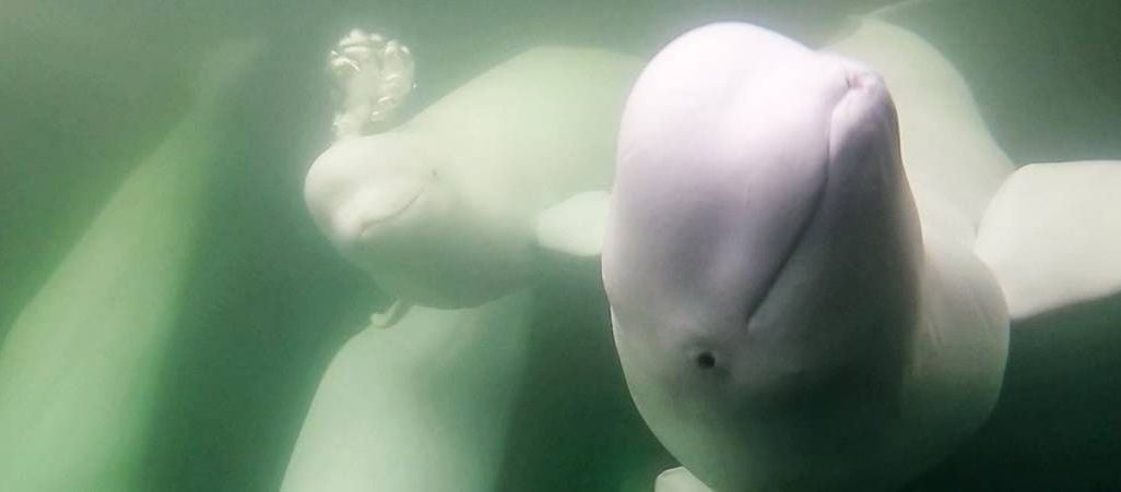 An image of a group of beluga whales looking into the camera underwater