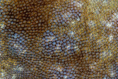 Shark skin is made of tiny, stiff segments of overlapping, textured dentin and enamel. Shark skin&rsquo;s distinctive texture gives sharks greater efficiency moving through the water.