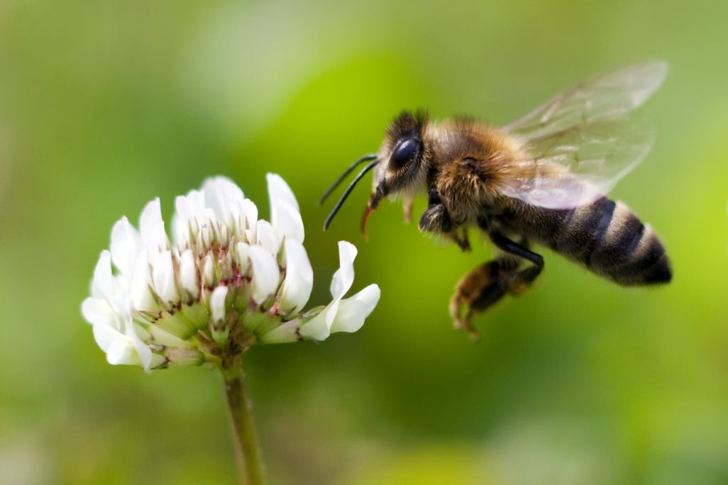 A bee at a white flower