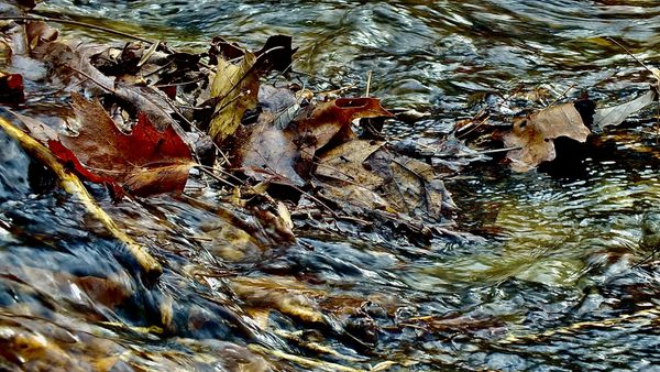 Leaves in a West Virginia creek thumbnail