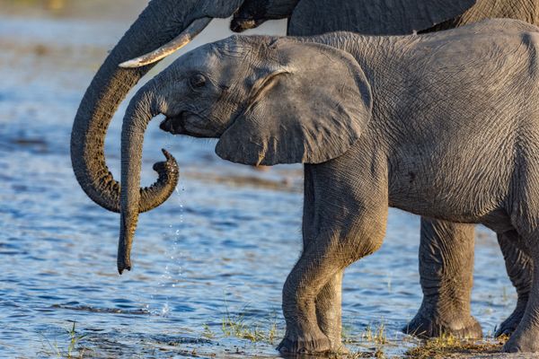 Small Trunk, Big Gulp thumbnail