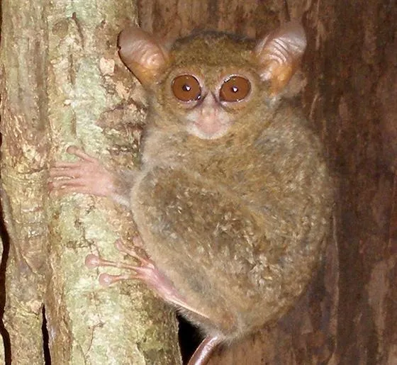 Two New Species of Googly-Eyed Tarsiers Discovered in Indonesia | Smart  News| Smithsonian Magazine