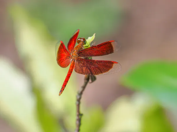 Red flower thumbnail