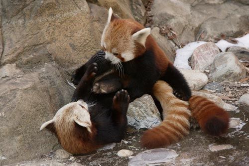 National Zoo Red Panda Meets New Mate