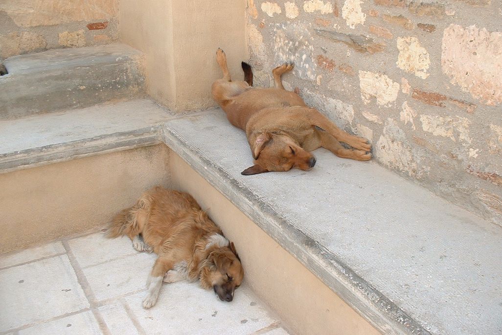 Dogs at the Acropolis