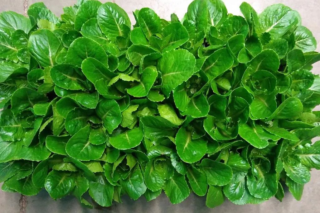 An image of bright green lettuce
