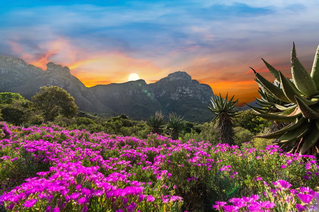 Kirstenbosch Gardens