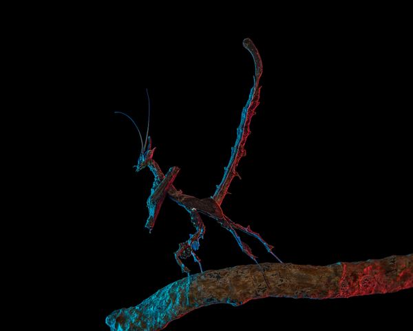 The Silent Sentinel — Stenophylla lobivertex thumbnail