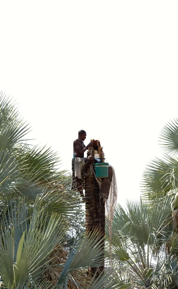 Harvesting Palm Wine in Northern Namibia thumbnail