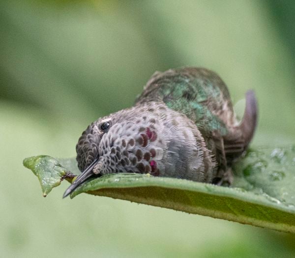 Anna's Hummingbird Bathing in a Rhododendron Leaf thumbnail
